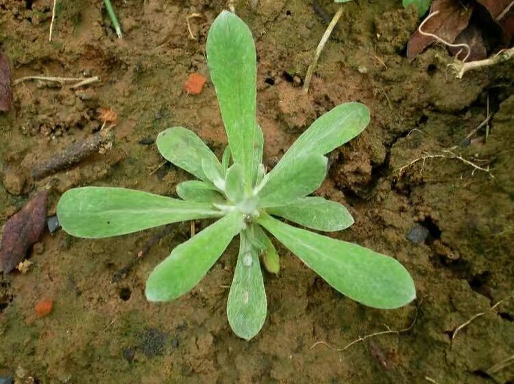 鼠曲草植物名片图片