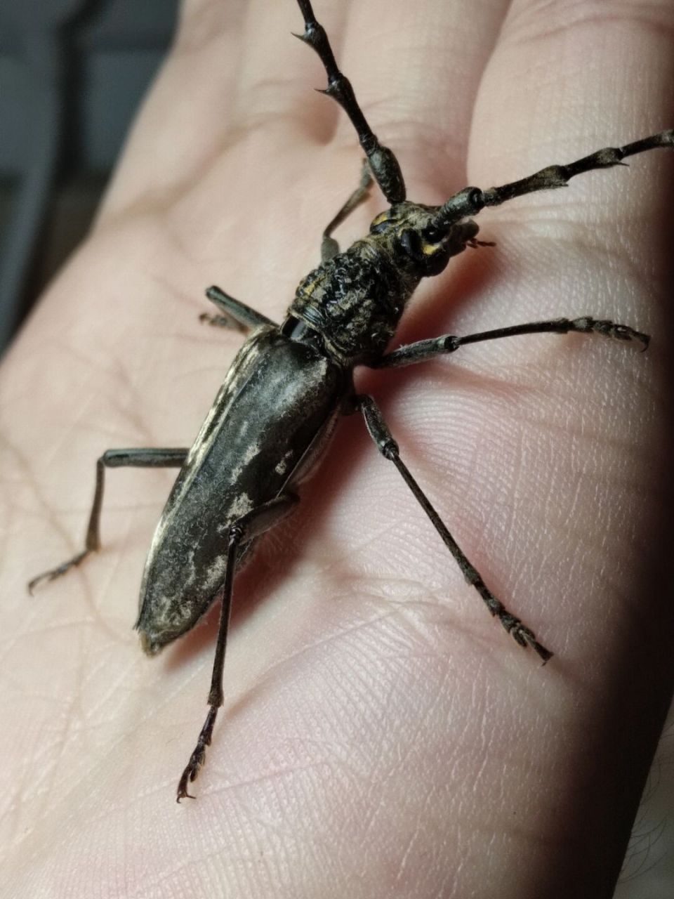 一只刺角天牛 触角根部带倒刺,拿起来还挺扎手,同时也是一种林业害虫.