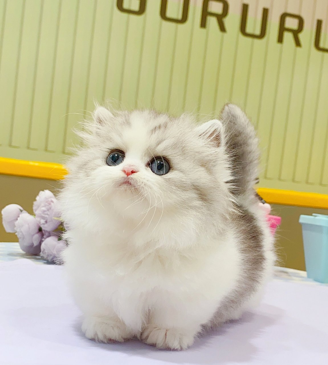 银白拿破仑猫猫 gururu猫舍矮脚猫咪在售 银白拿破仑矮脚弟弟 五粉贴