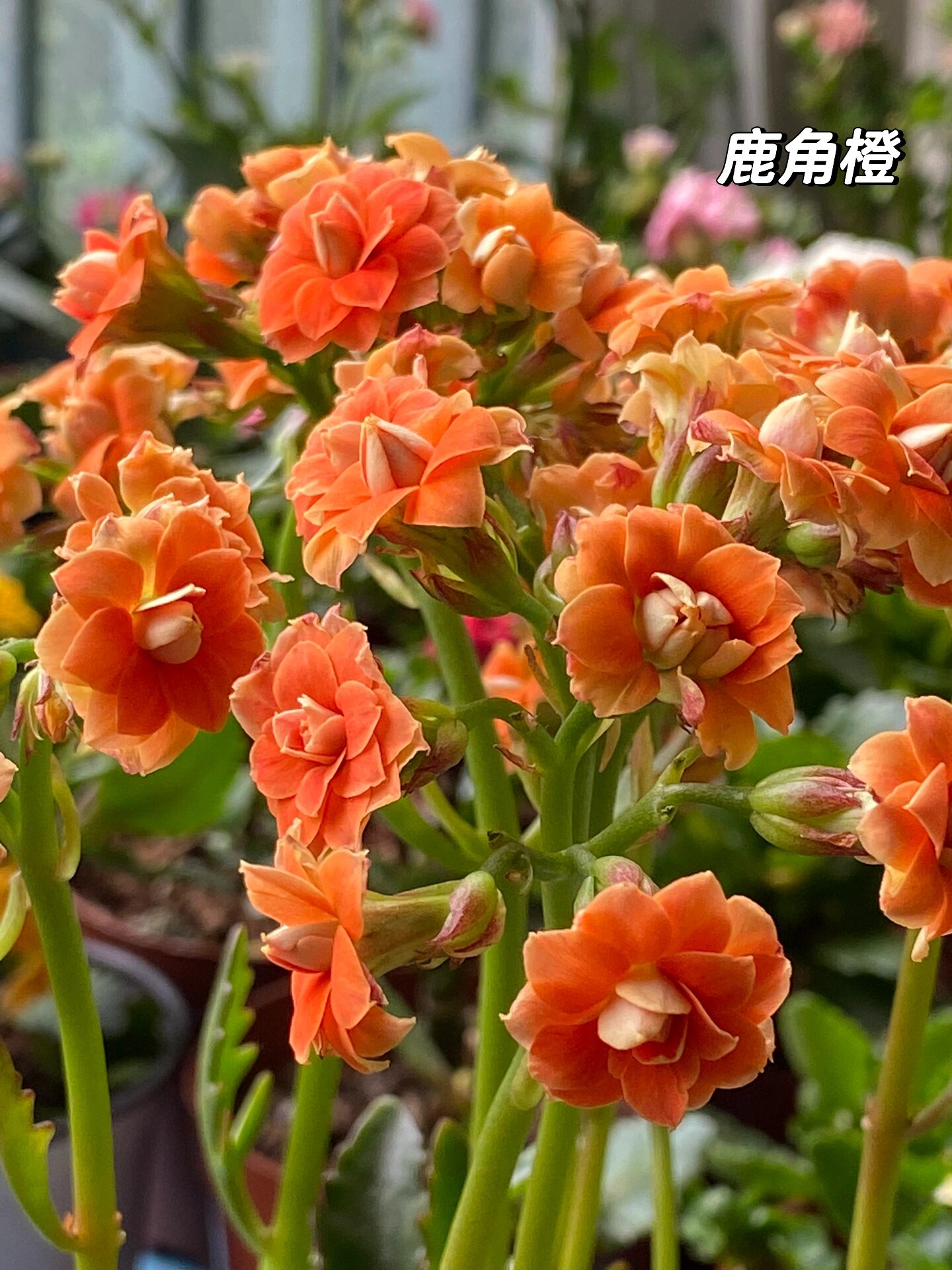 鹿角橙～(74)记录长寿花的日常 鹿角橙～非常漂亮的橙色,大高个的鹿角