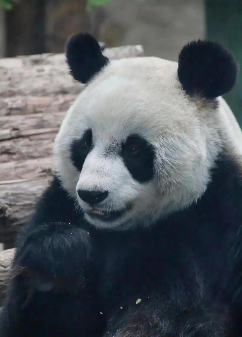 网络上,大熊猫金虎因为媳妇变兄弟的事情而出名,飞云因为是金刚芭比而