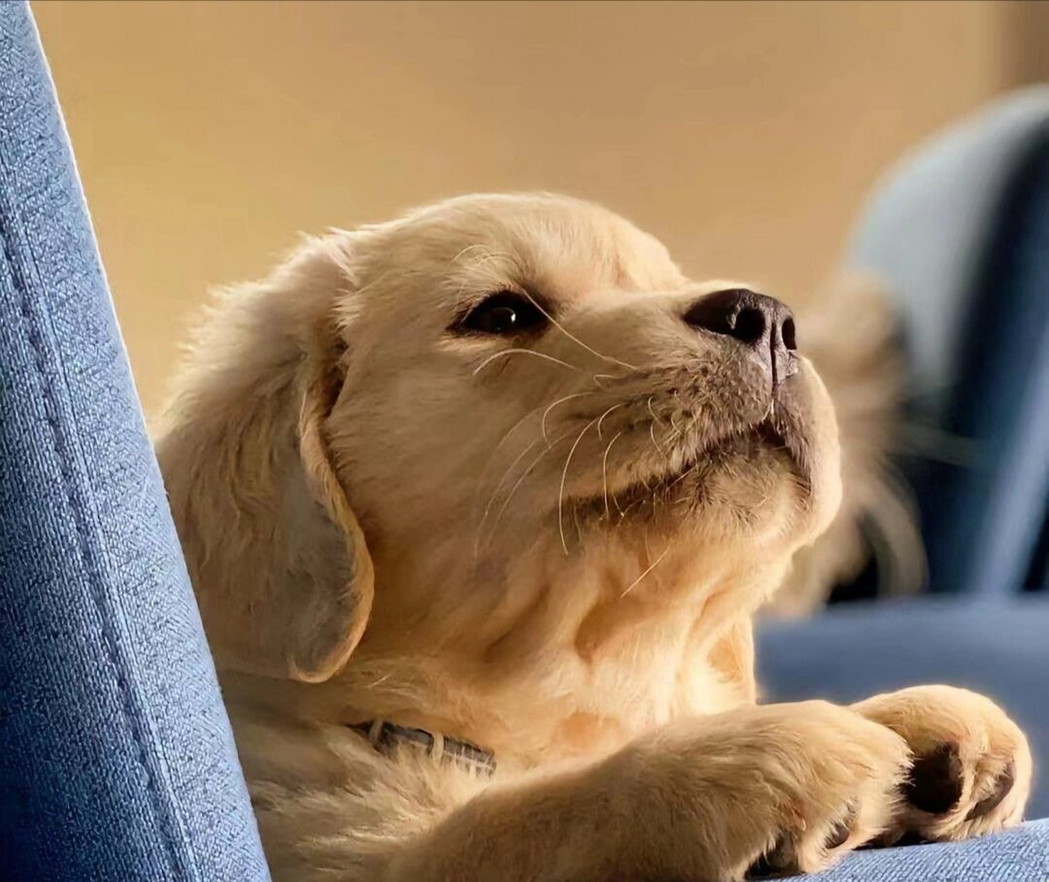 金毛头像来喽!敲可爱