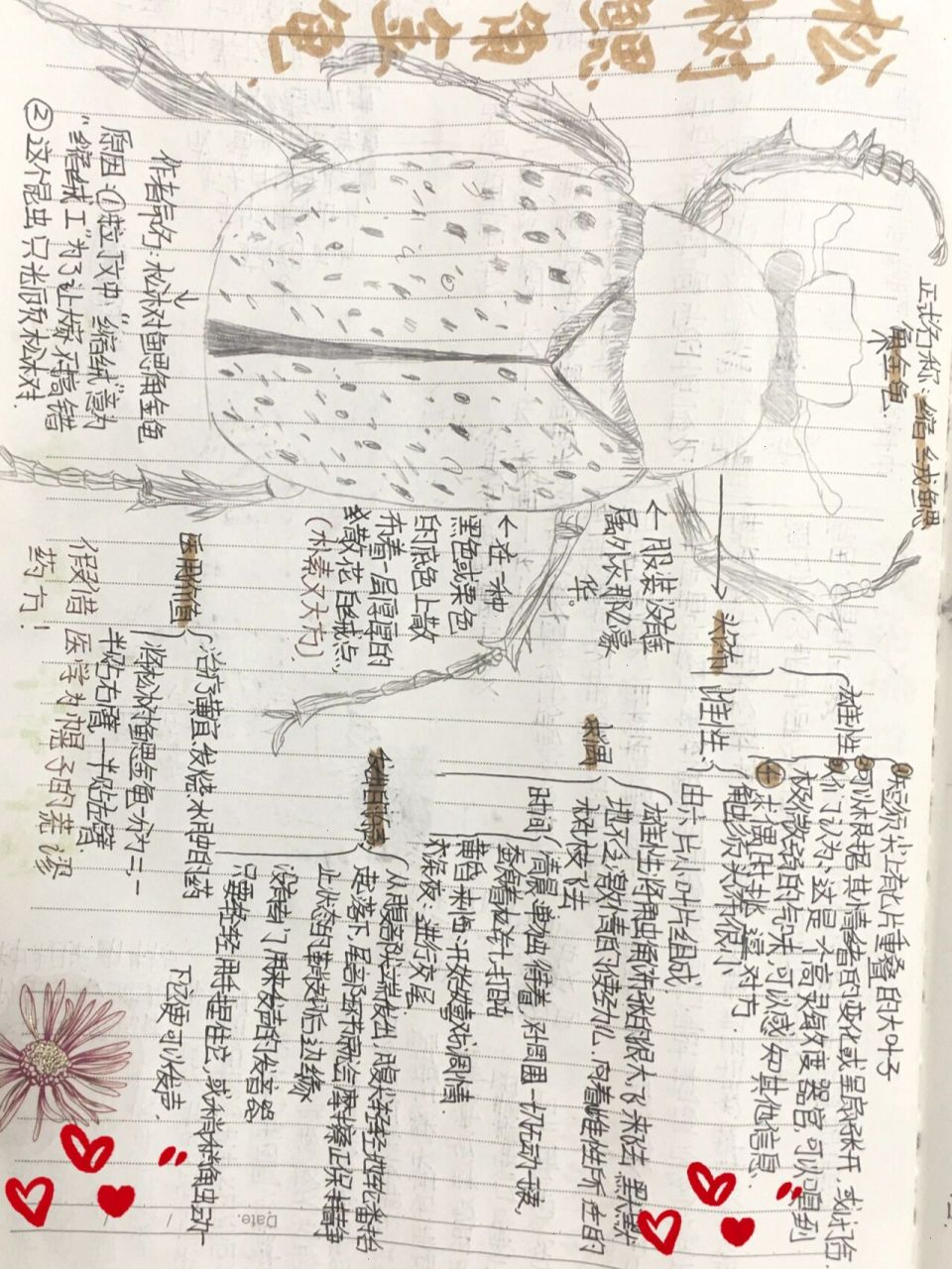 《昆虫记》第十集 松树鳃角金龟