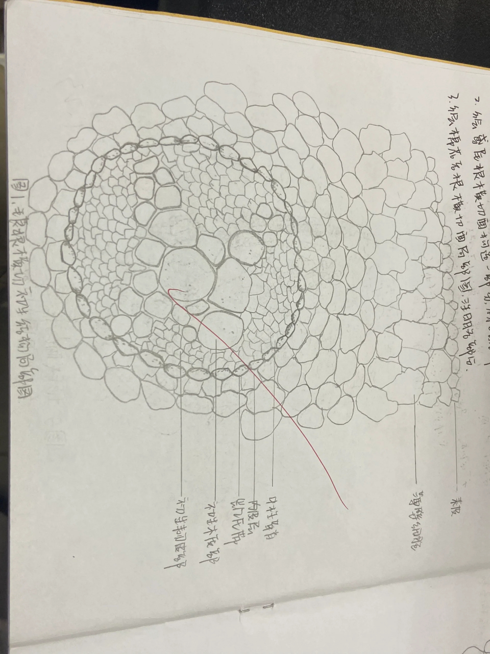 鸢尾根横切结构图标注图片