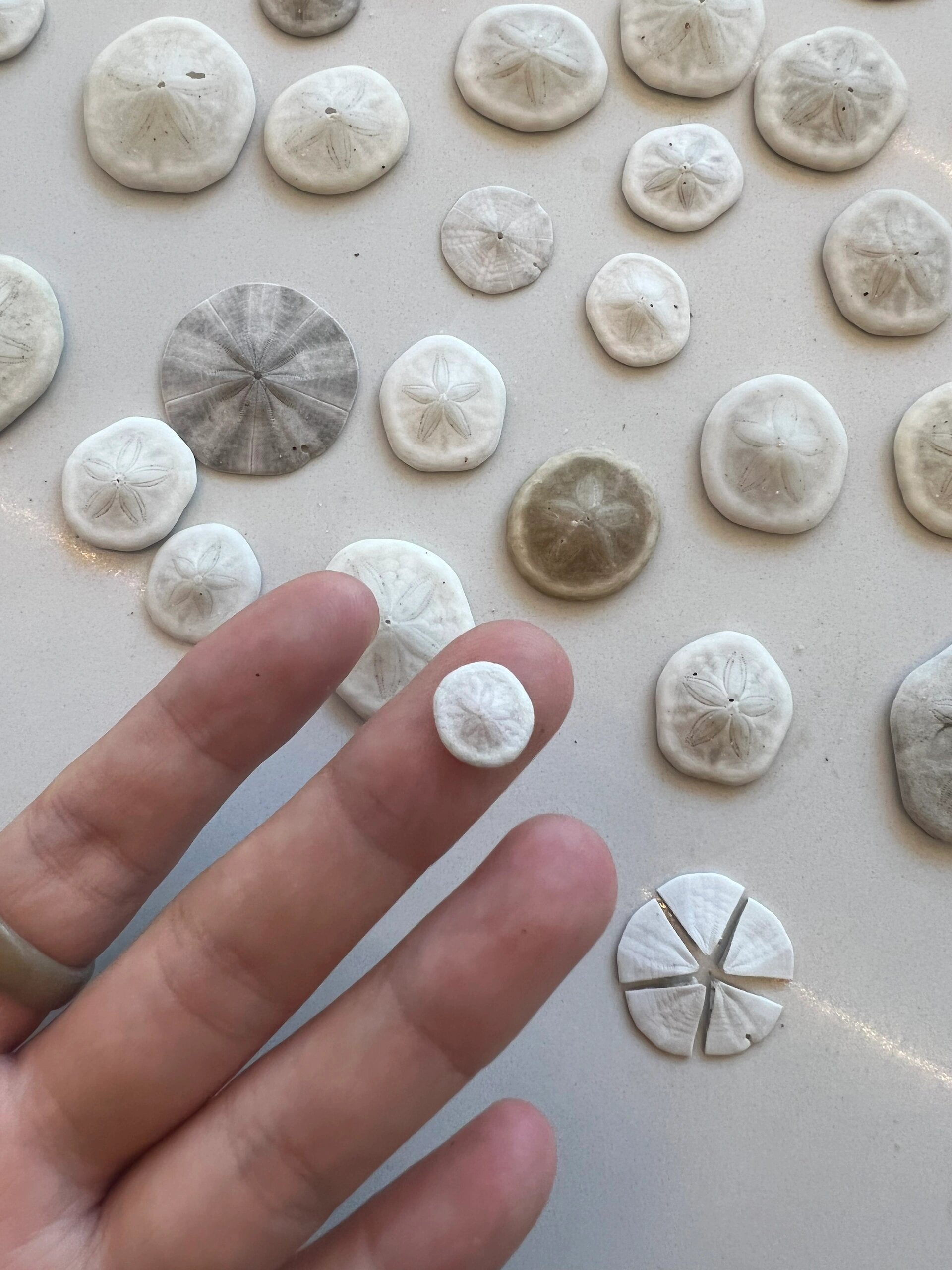 沙币海胆 感谢小红书的姐妹让我实现沙币海胆自由