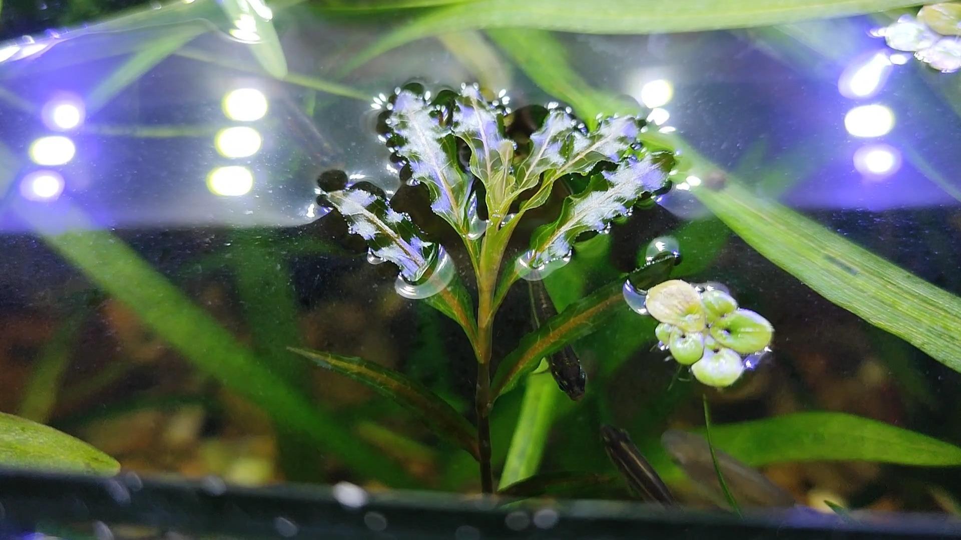 冻不死但能热死的超耐寒水草菹草重生了古法生态鱼缸冬季水草菹草种植