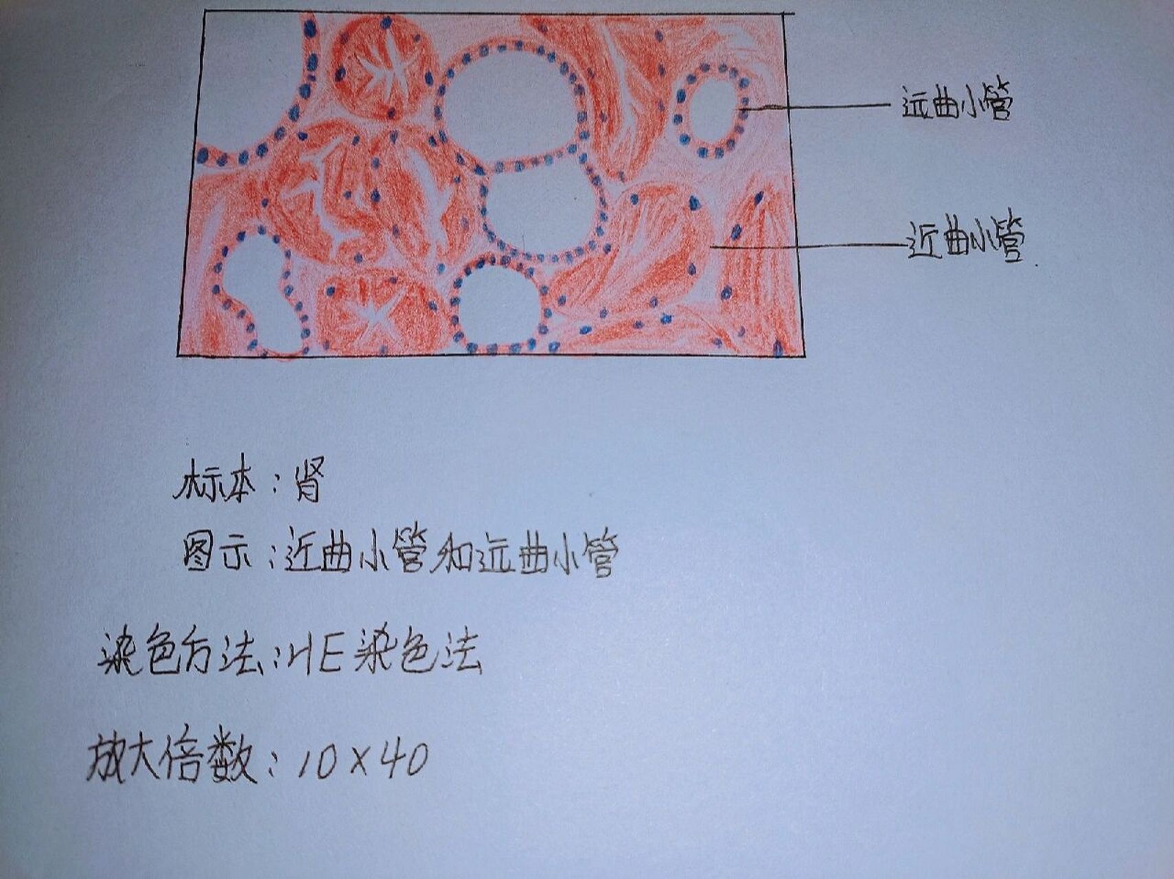 组胚实验 近曲小管和远曲小管
