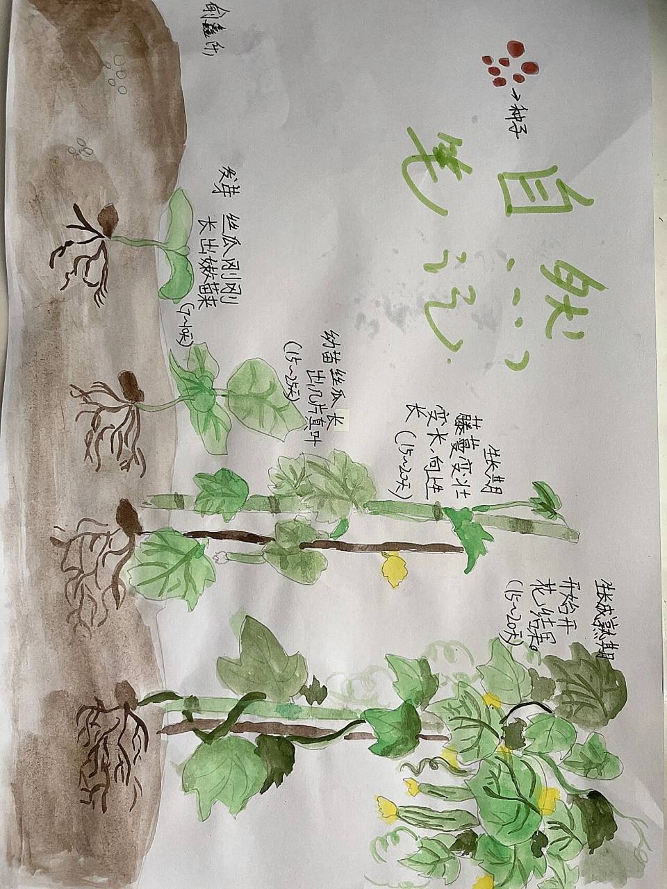 自然笔记 丝瓜生长