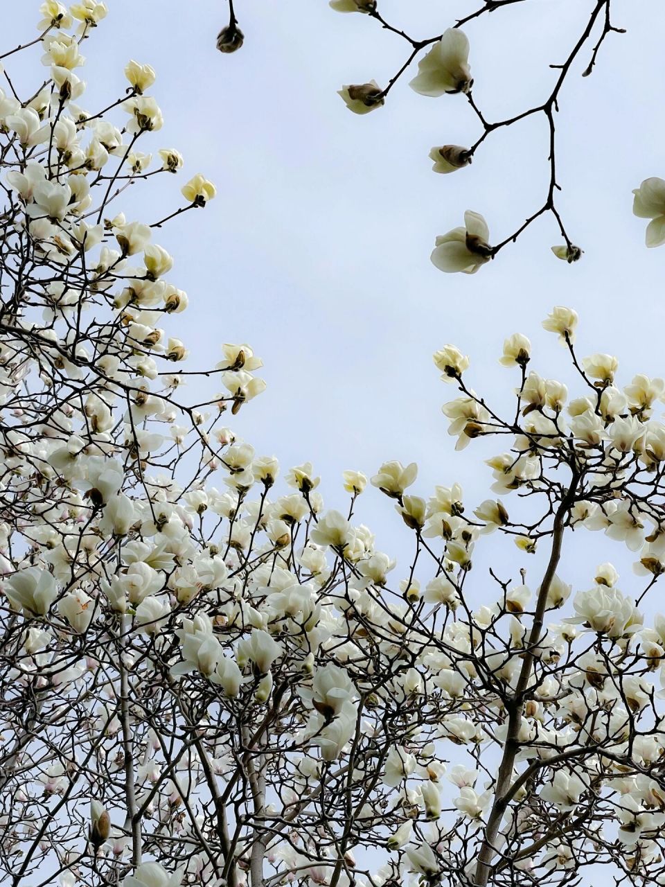 16实拍95玉兰初绽美丽但费腰 睦南公园的这几棵大玉兰树, 每年都是