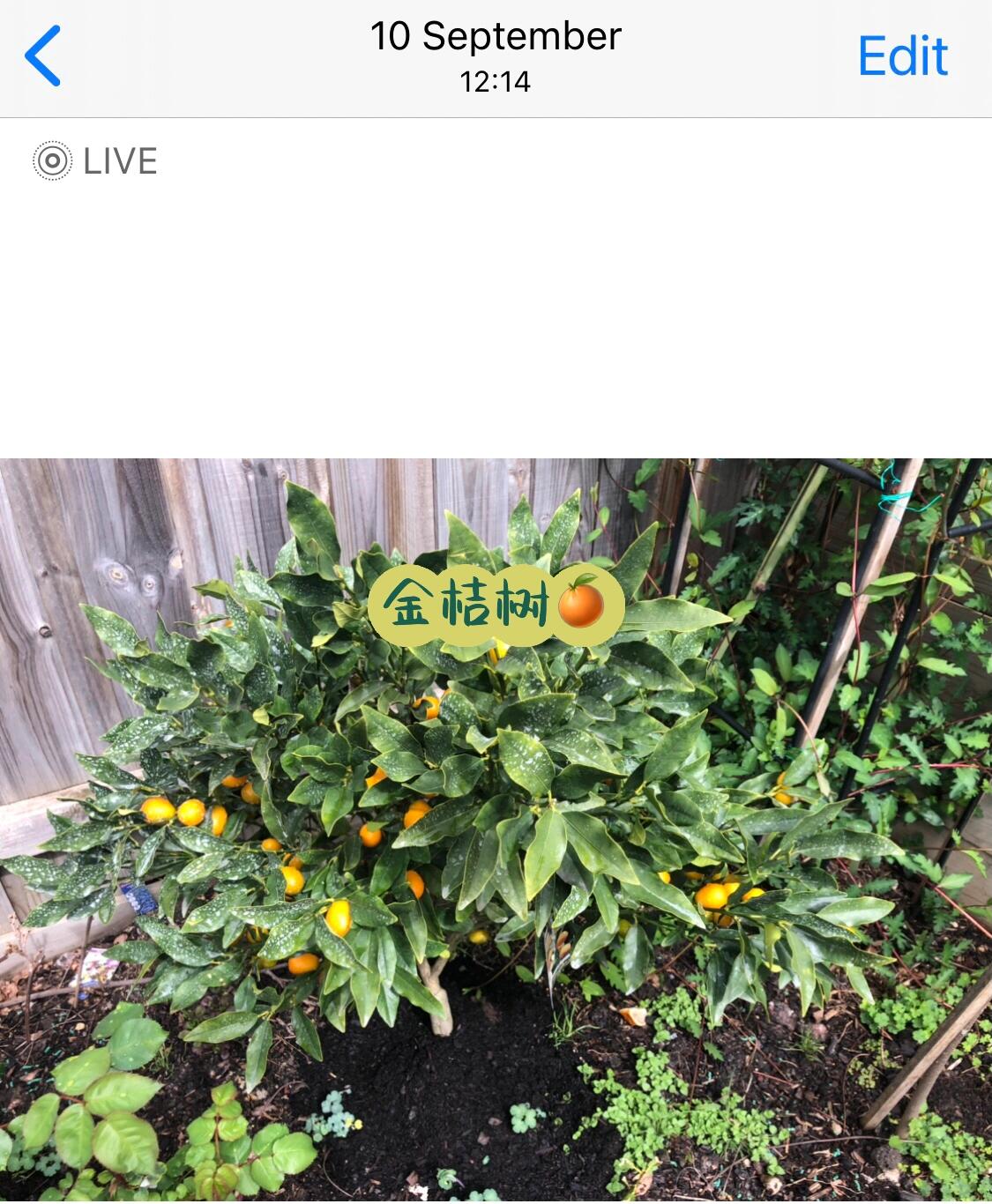 金桔树第一年结果92