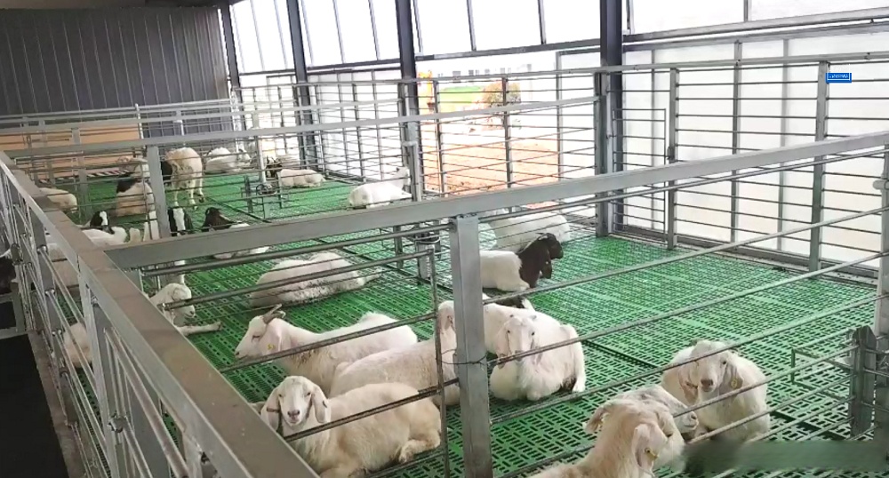 小羊的幸福生活: 在塑料漏粪板上活动的小羊明显比