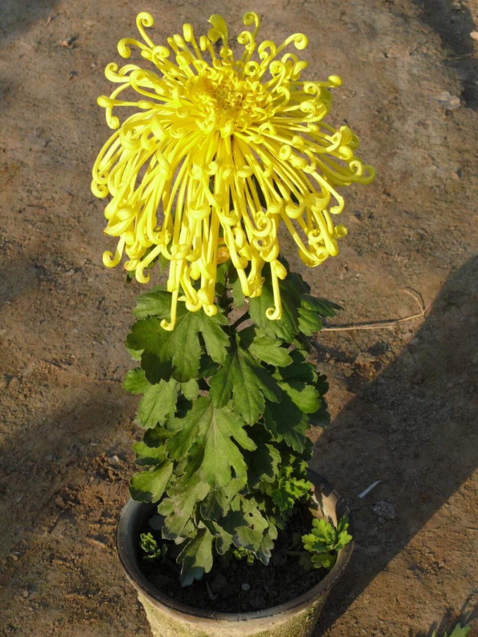 清明菊花盆栽基地批发图片