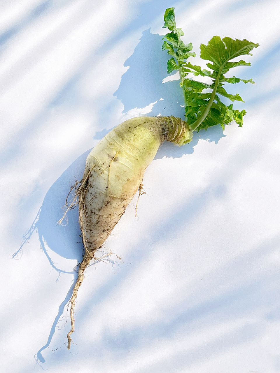 绘画素材/白萝卜