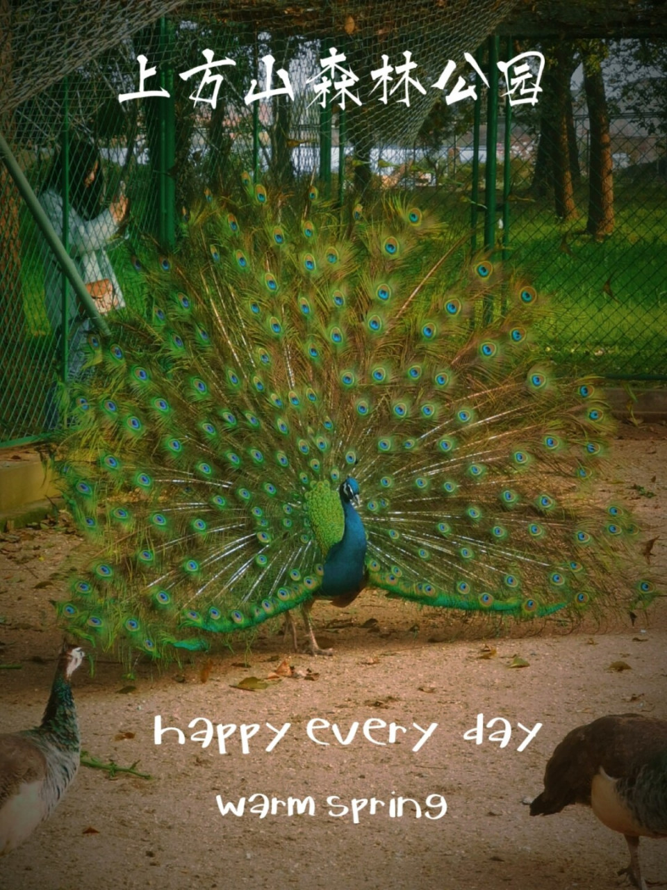 99时间:2021年3月14日 99地点:苏州上方山森林公园 #苏州上方山