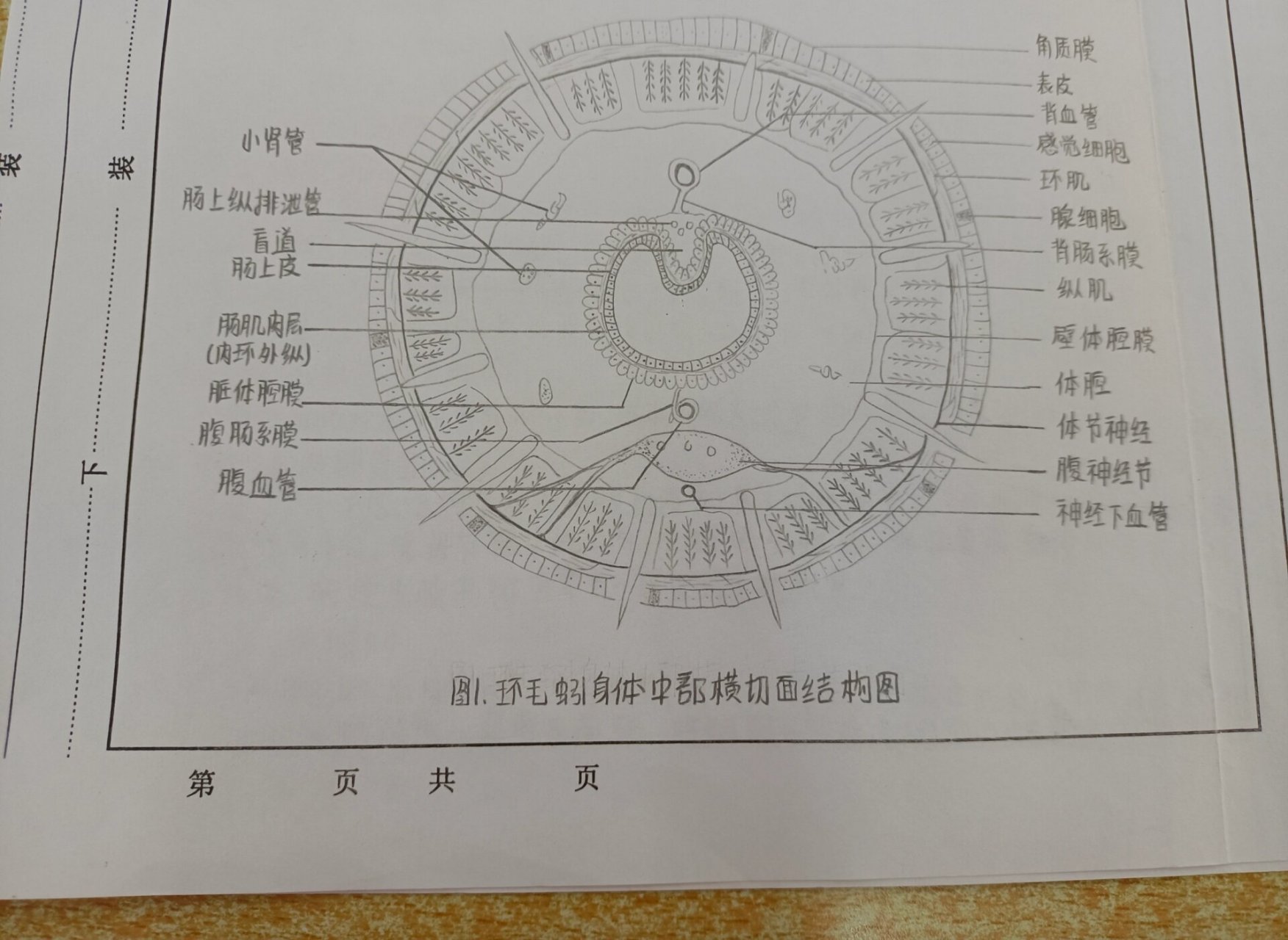 环毛蚓身体中部横切面结构图手绘图