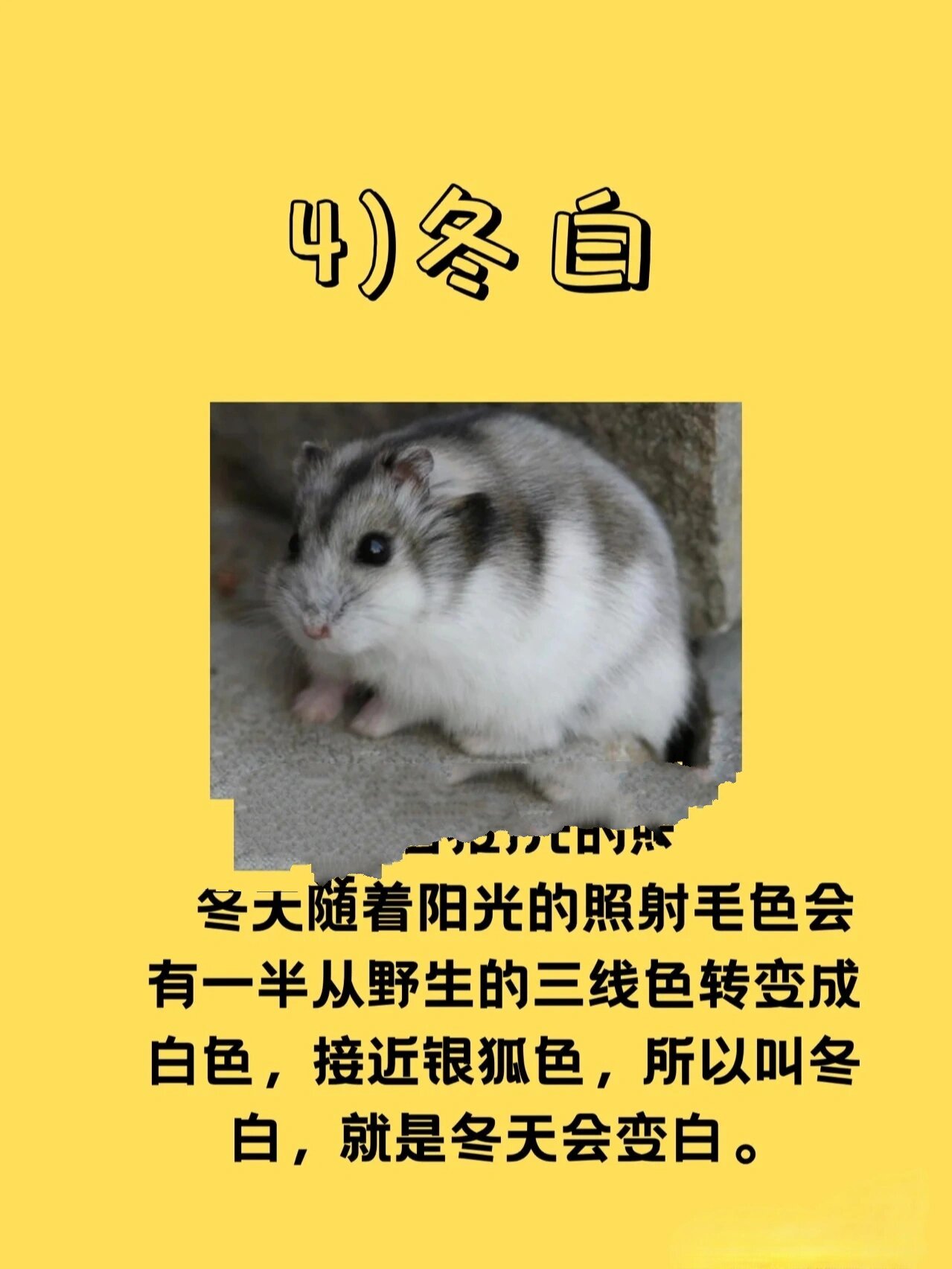 仓鼠篇