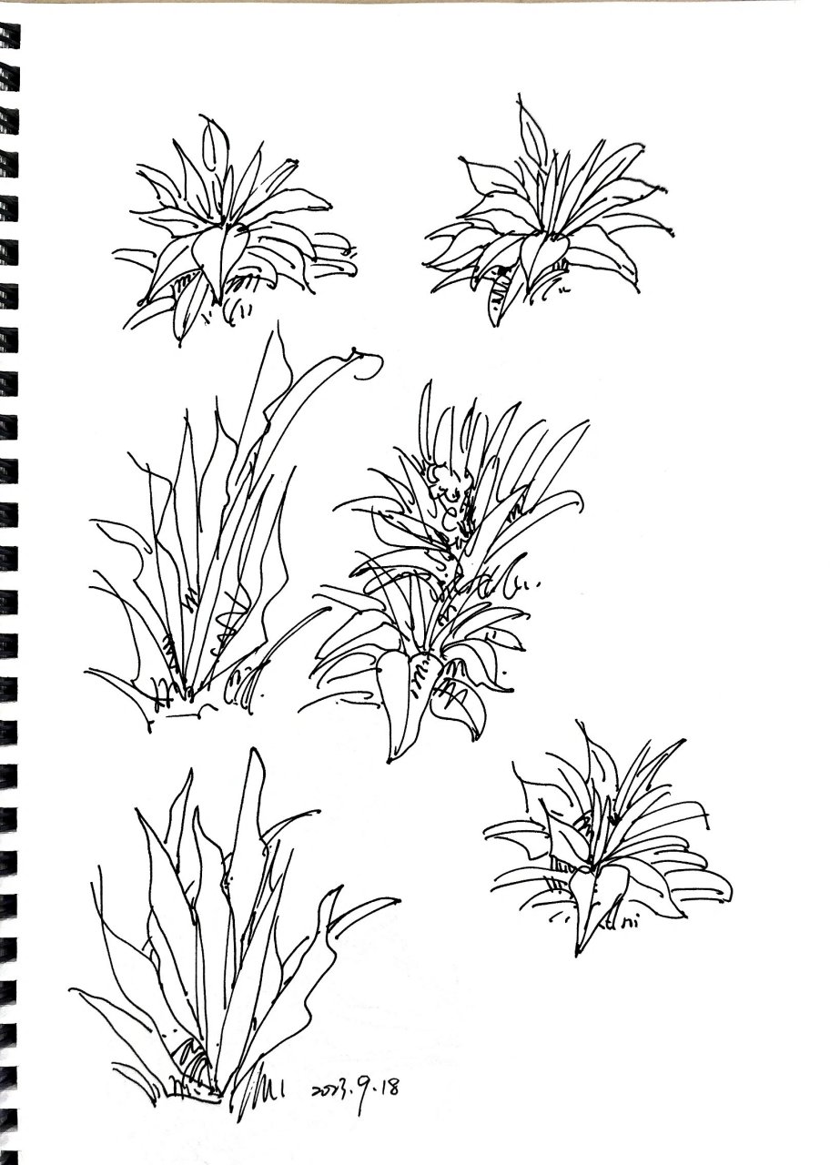 植物临摹‖夏克梁建筑风景✒️速写 最后一张附作者原图