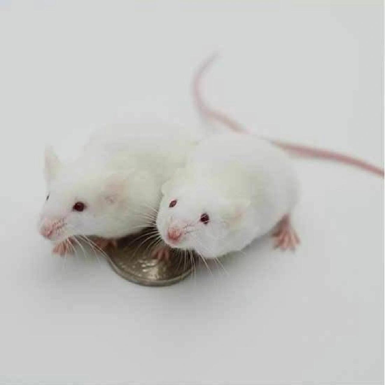 小白鼠养殖 物品:滚轮,水瓶,食盆,小窝,(可以用养仓鼠的养,记得消毒)