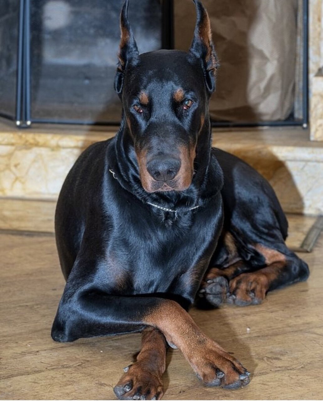 杜宾犬 目前我在国外,确定两年后回老家发展,先把功课做足也好有足够