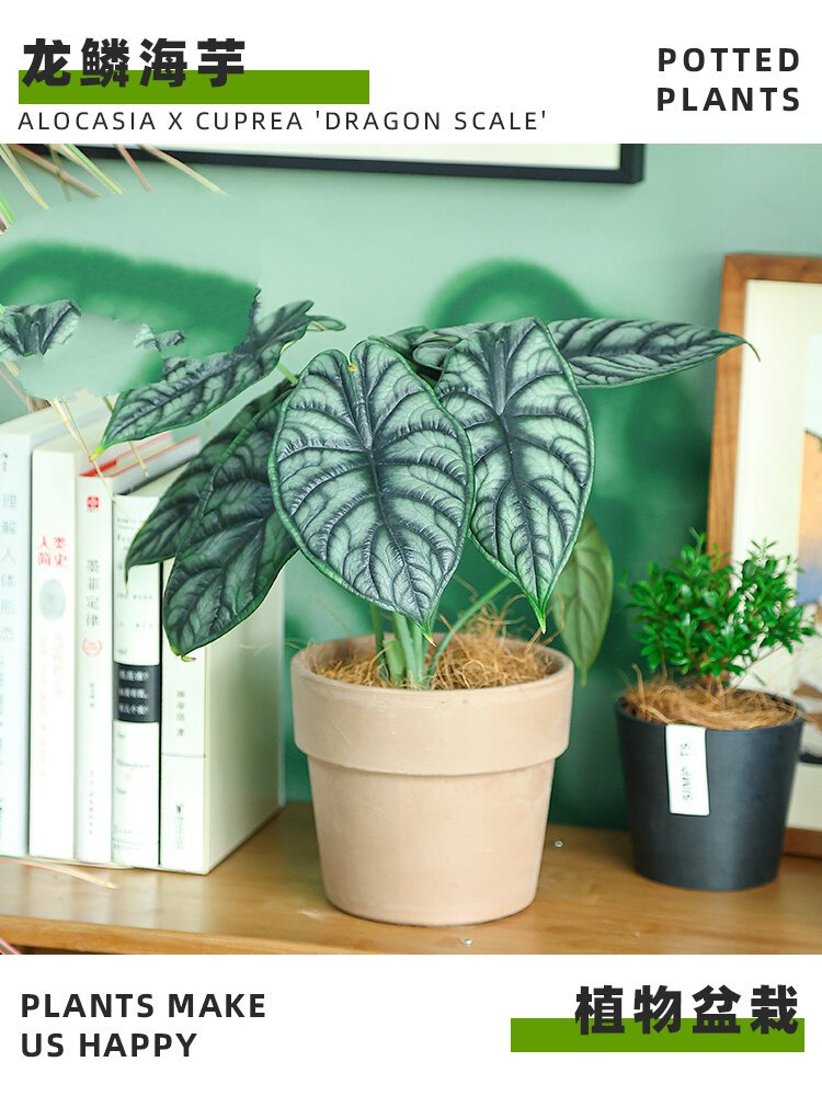 龙鳞海芋|养护小知识95 -00 	 龙鳞海芋是天南星科,海芋属植物 学