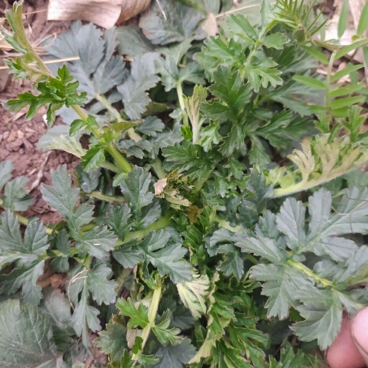 蓝布正的功效与作用 97益气健脾,补血养阴,润肺化痰 蓝布正为蔷薇科