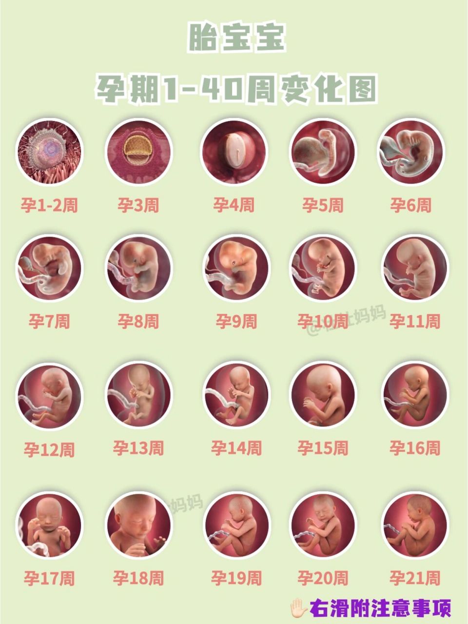 孕期每周胎儿发育标准,附准妈妈每周注意90 如果怀孕了,每个妈妈会