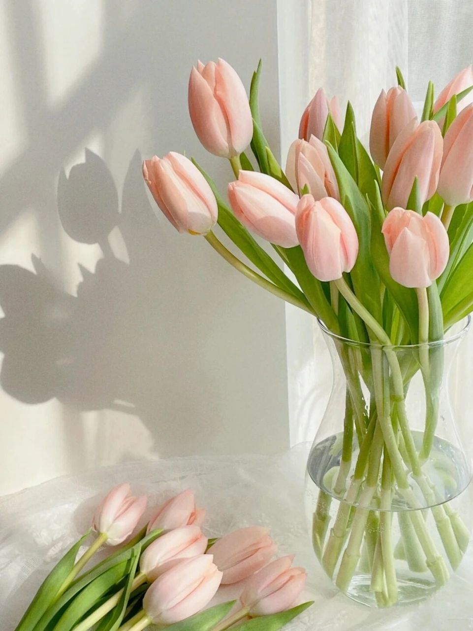 每日识花 郁金香(tulipa gesneriana)是百合科郁金香属的多年生脖本