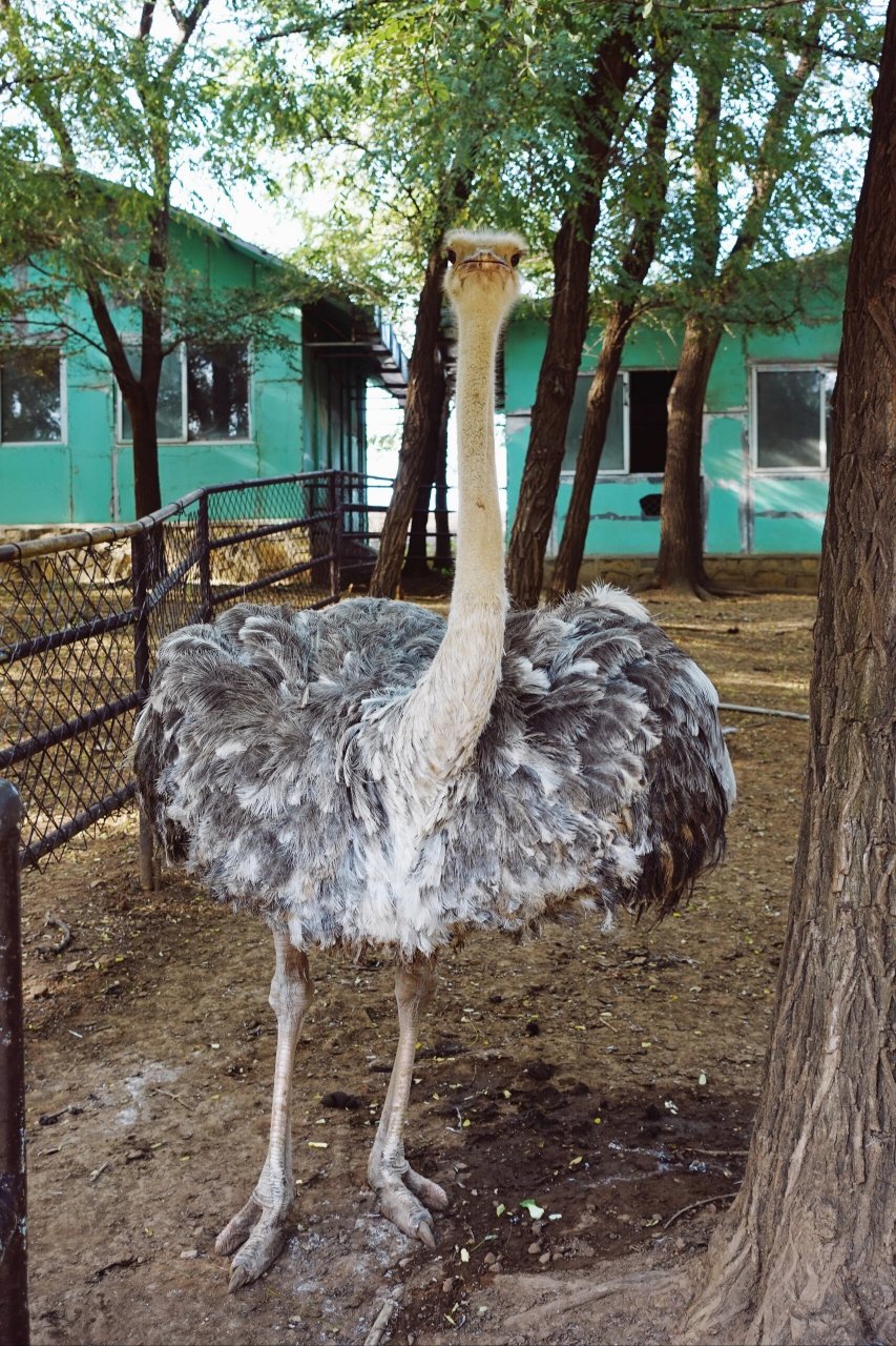 辽阳旅游-辽阳龙鼎山动物园 08自驾导航:龙鼎山动物园 9315停车