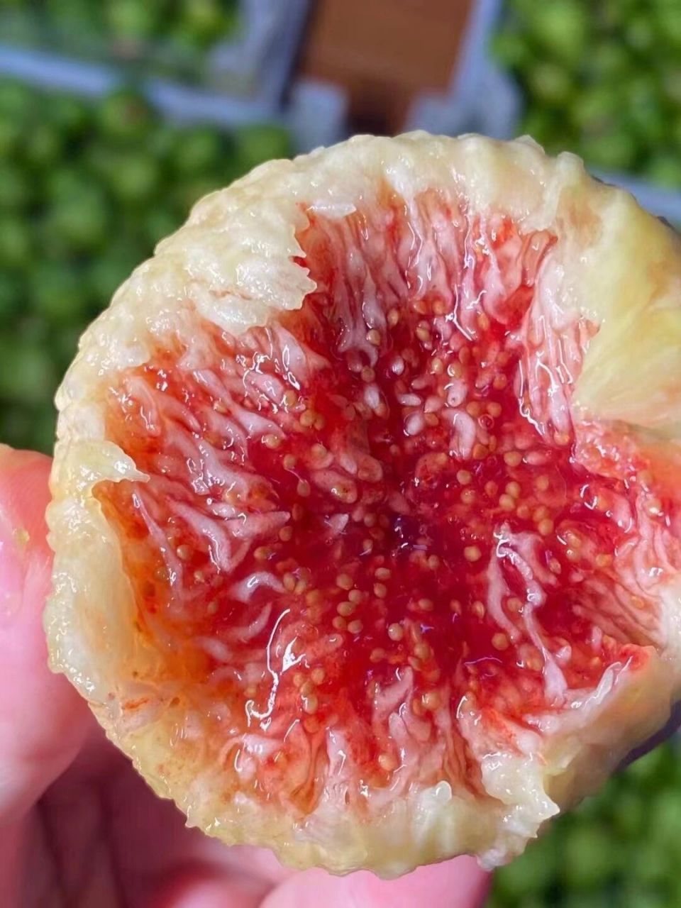 你们那里正宗的威海无花果多少钱一斤 坐标青岛,正宗威海无花果65元3