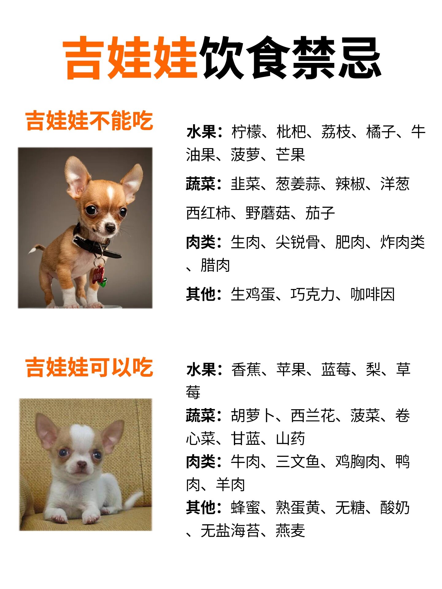 狗狗图鉴|暴躁小可爱吉娃娃73