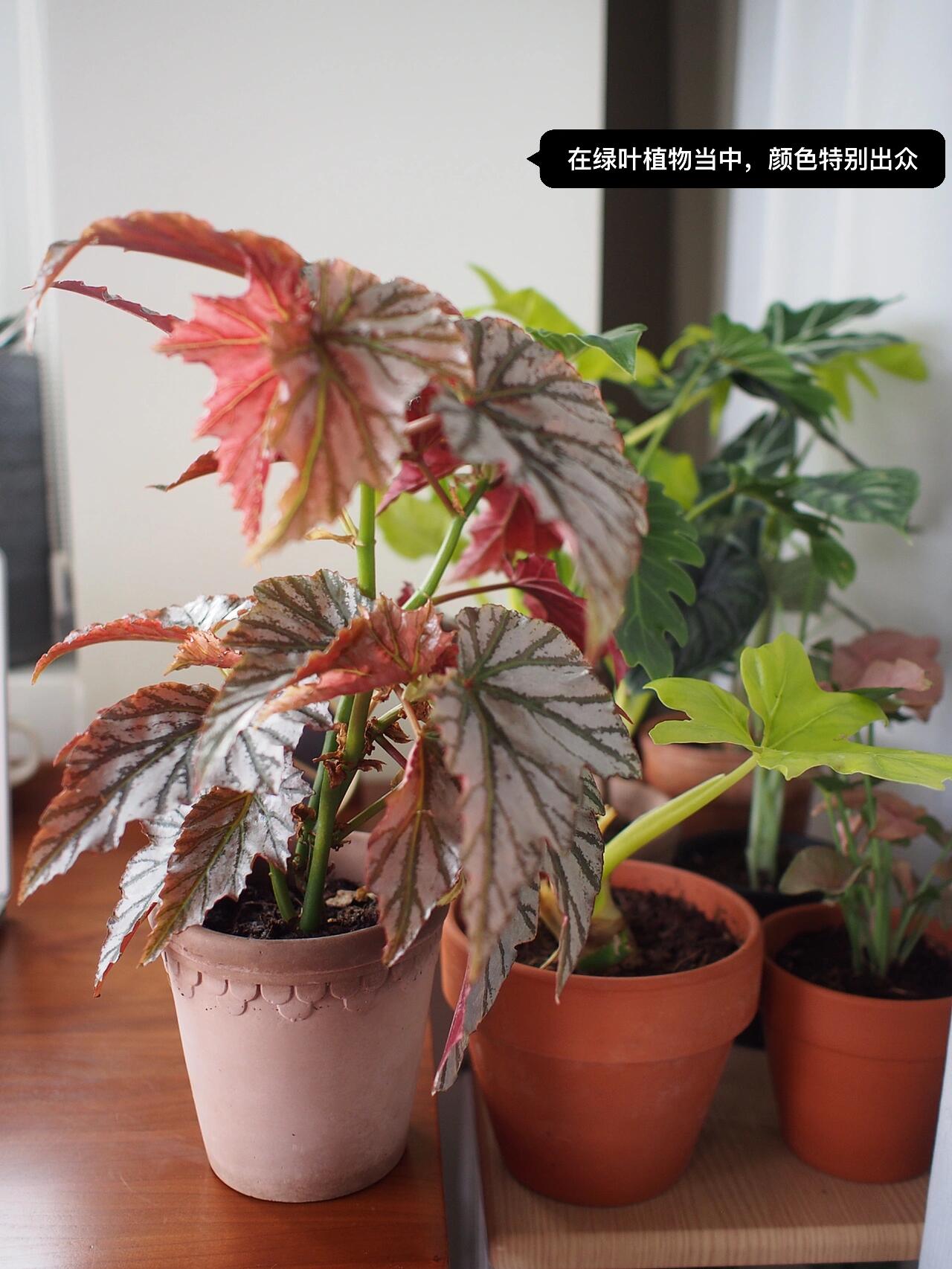 和其他秋海棠一样,海威秋海棠也会开花.