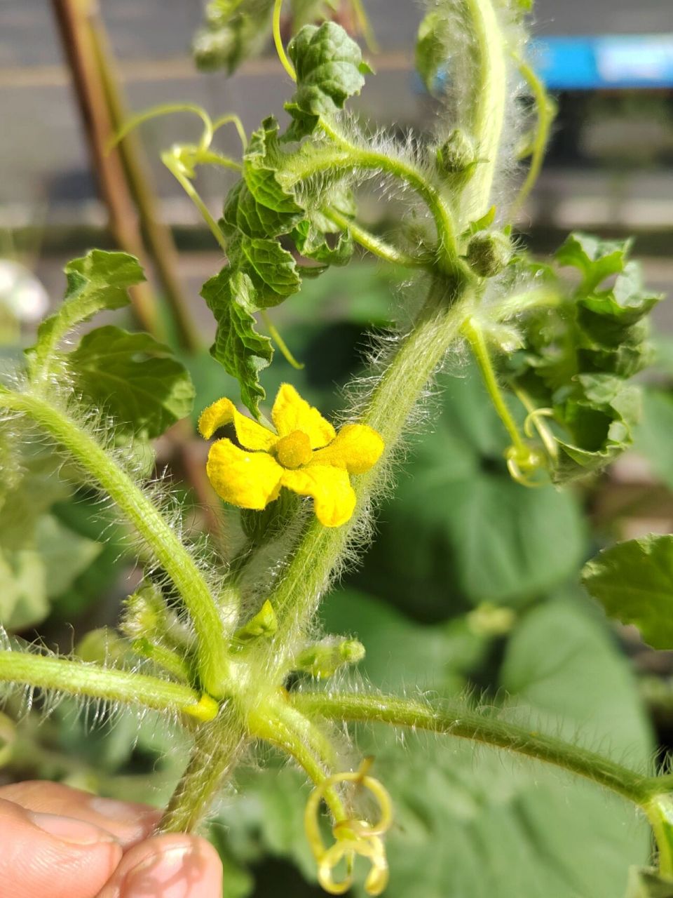 西瓜雌花终于开花啦!