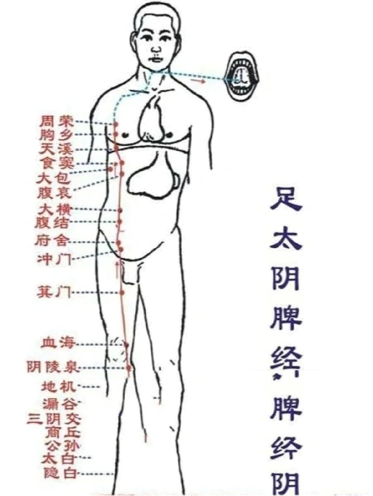 腹哀穴 通腑降气