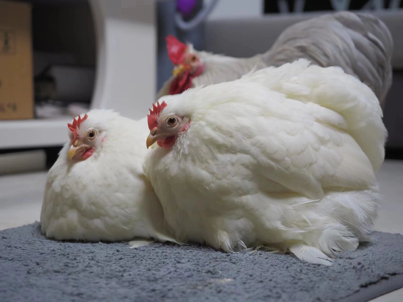 【科钦球鸡】超软糯可爱的宠物鸡—胖嘟嘟 朋友家的 真的太好看啦!