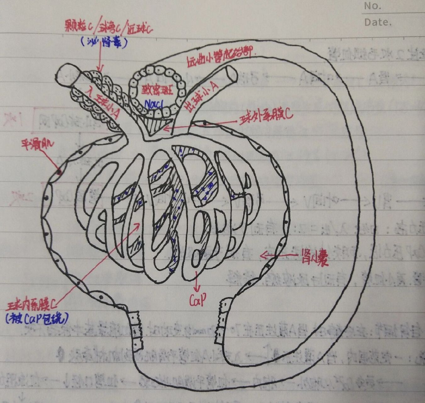 肾单位简笔画图片