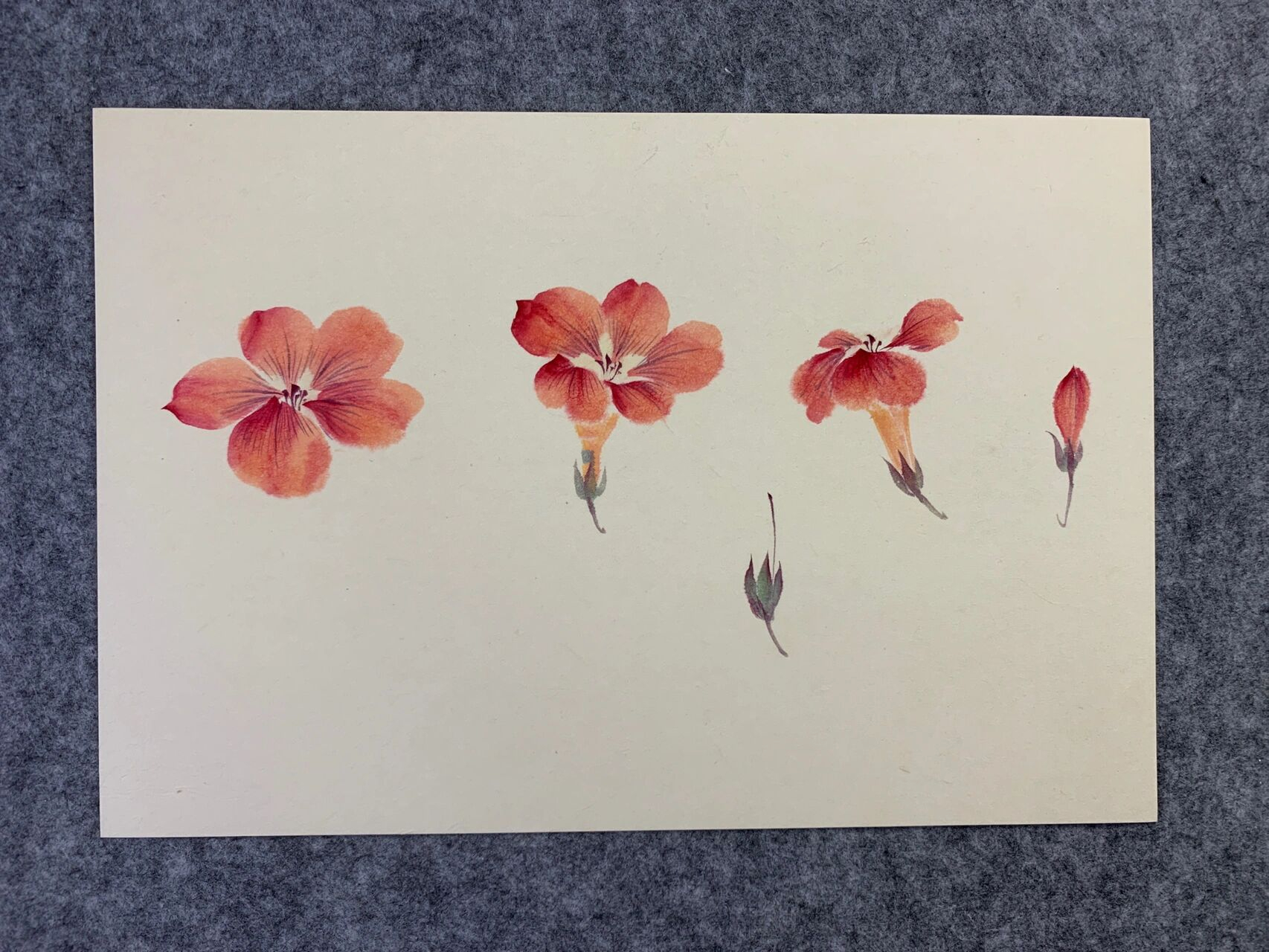 凌霄花步骤图解～小写意,国画.      授课老师