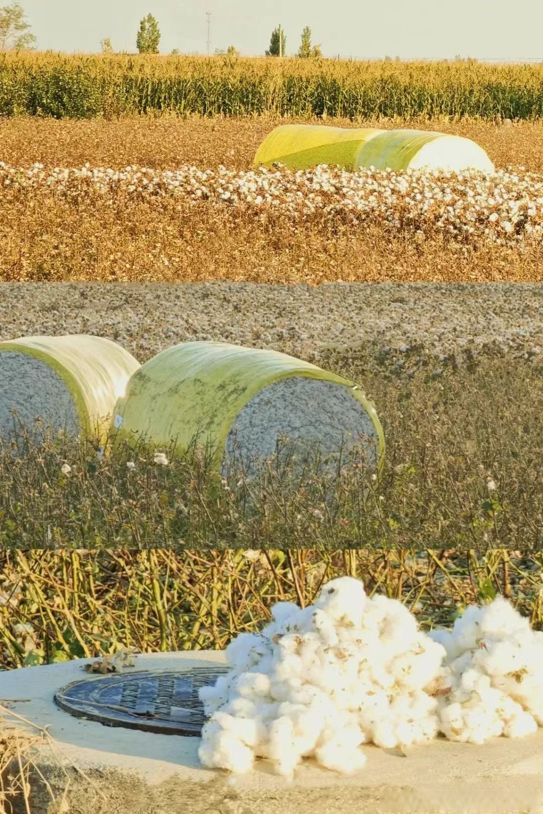 生意社：支撑乏力 近期棉价大幅跌落