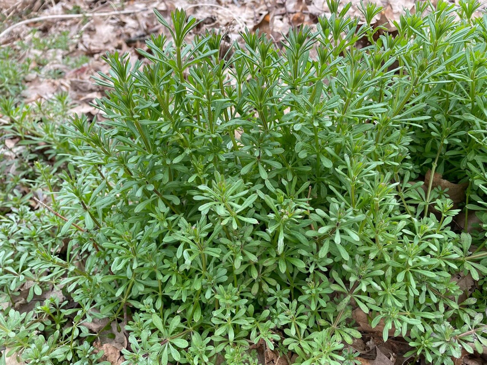 本品为茜草科拉拉藤属植物猪殃殃galium aparine l. var.