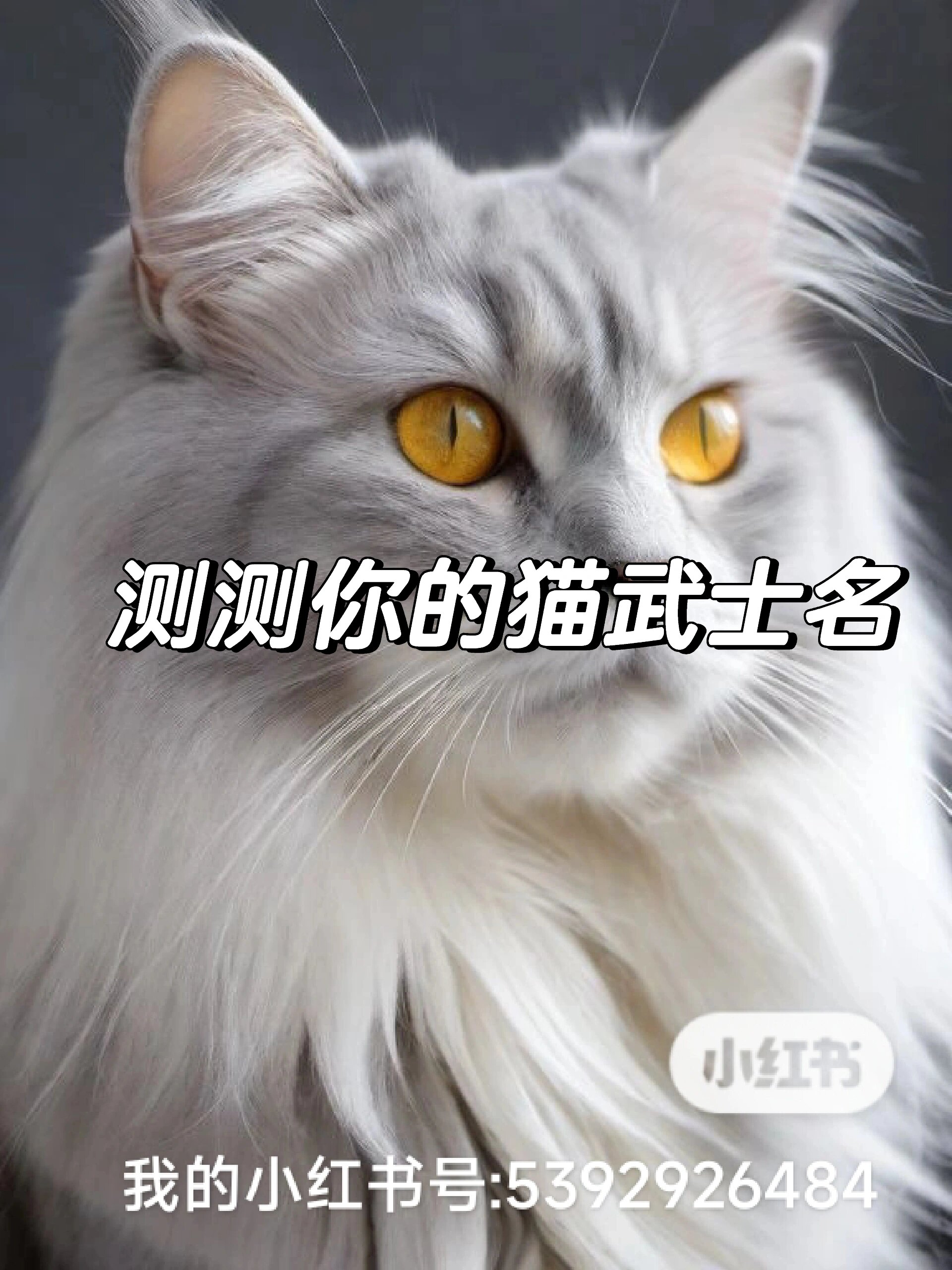 测测你的猫武士名字图片