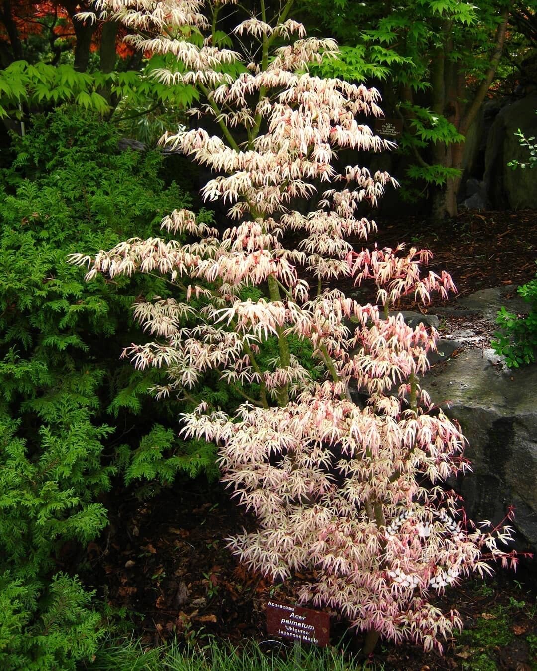 日本枫树【浮云】 今日日枫推荐 【浮云】9999999999 acer