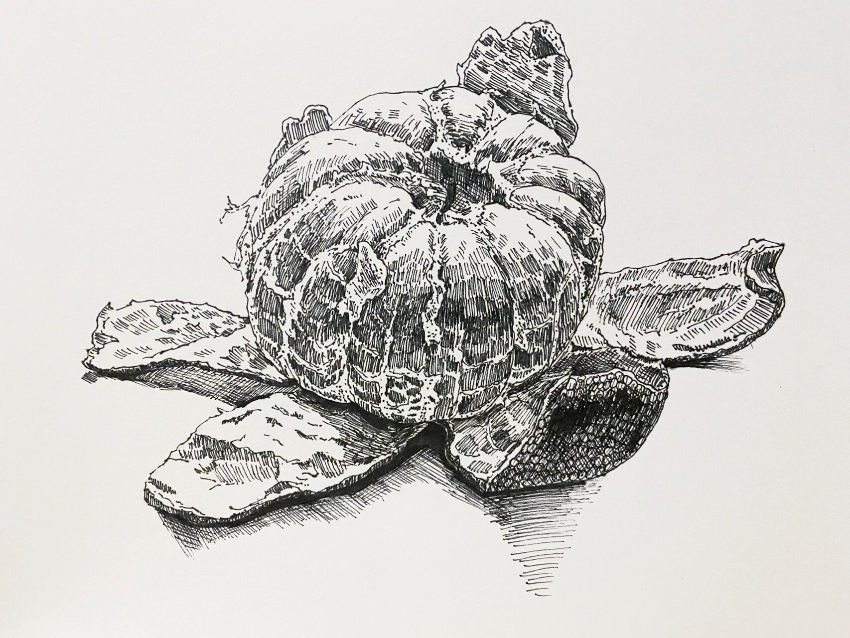 橘子—写生线描 橘子写生线描步骤: 1,图片准备 先找一些高清的橘子