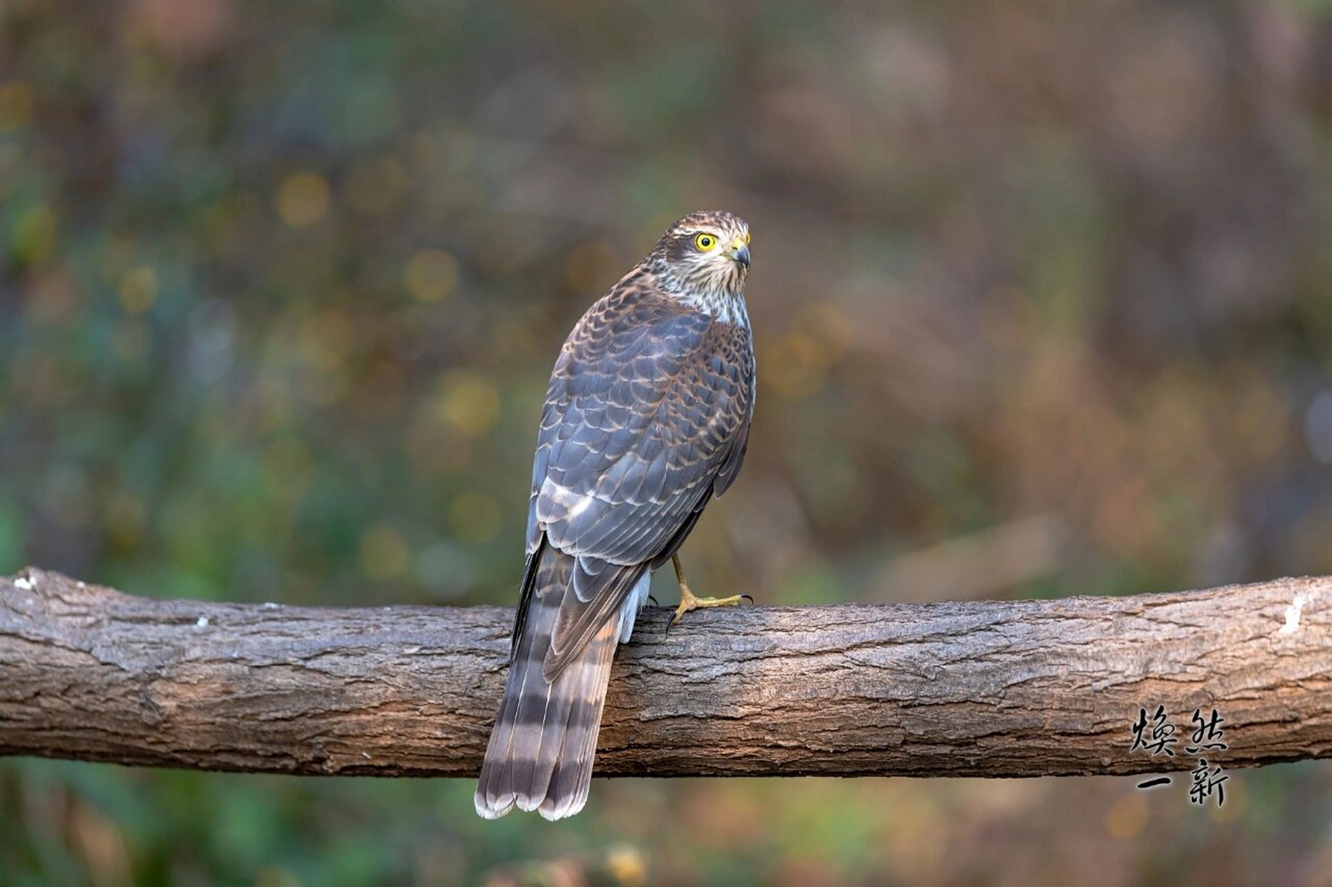 雀鹰 雀鹰(学名:accipiter nisus)属小型猛禽,体长30-41厘米.