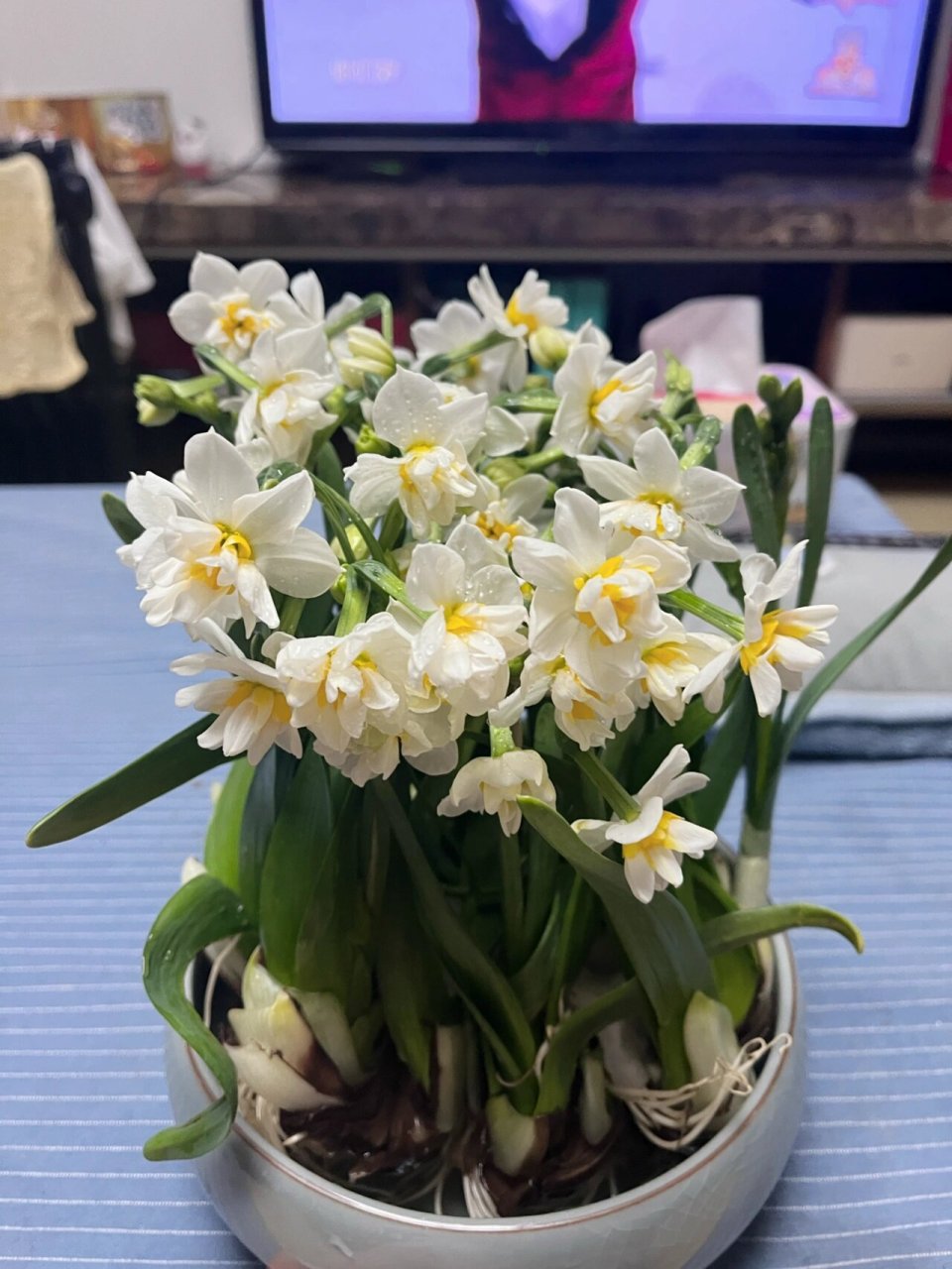 最美水仙花 重瓣水仙花 香味更悠久