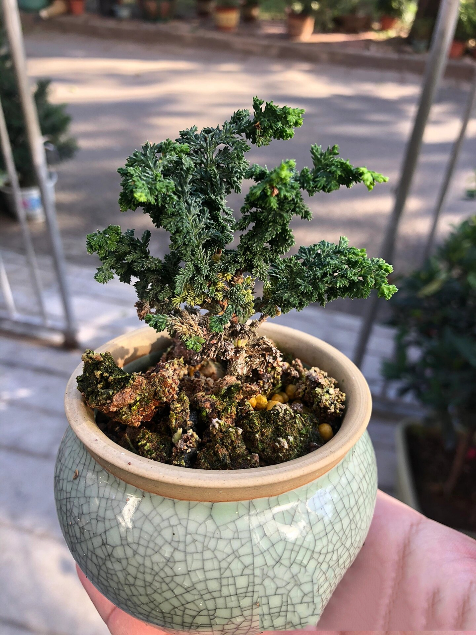 活化石——石化桧 石化桧属于桧柏类植物,它是桧柏的枝叶变异品种,原