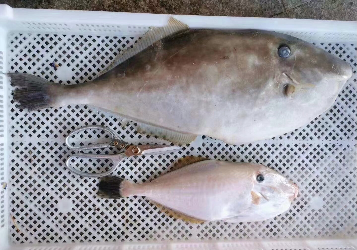 剥皮鱼又名浩鱼