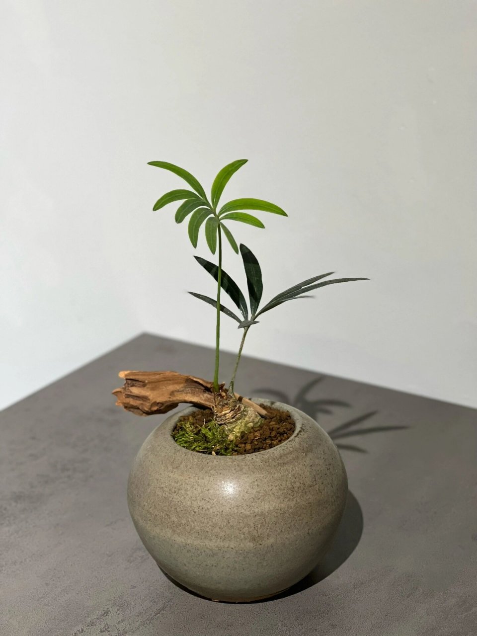 小鲜肉|德保苏铁 石山铁 一组小可爱00