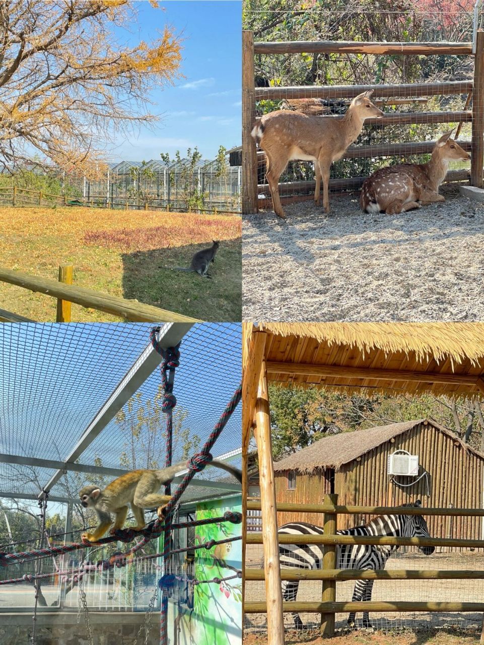 9/100苏州亲子游|西山岛开心农场攻略 91周末阳光甚好,气温适宜,是