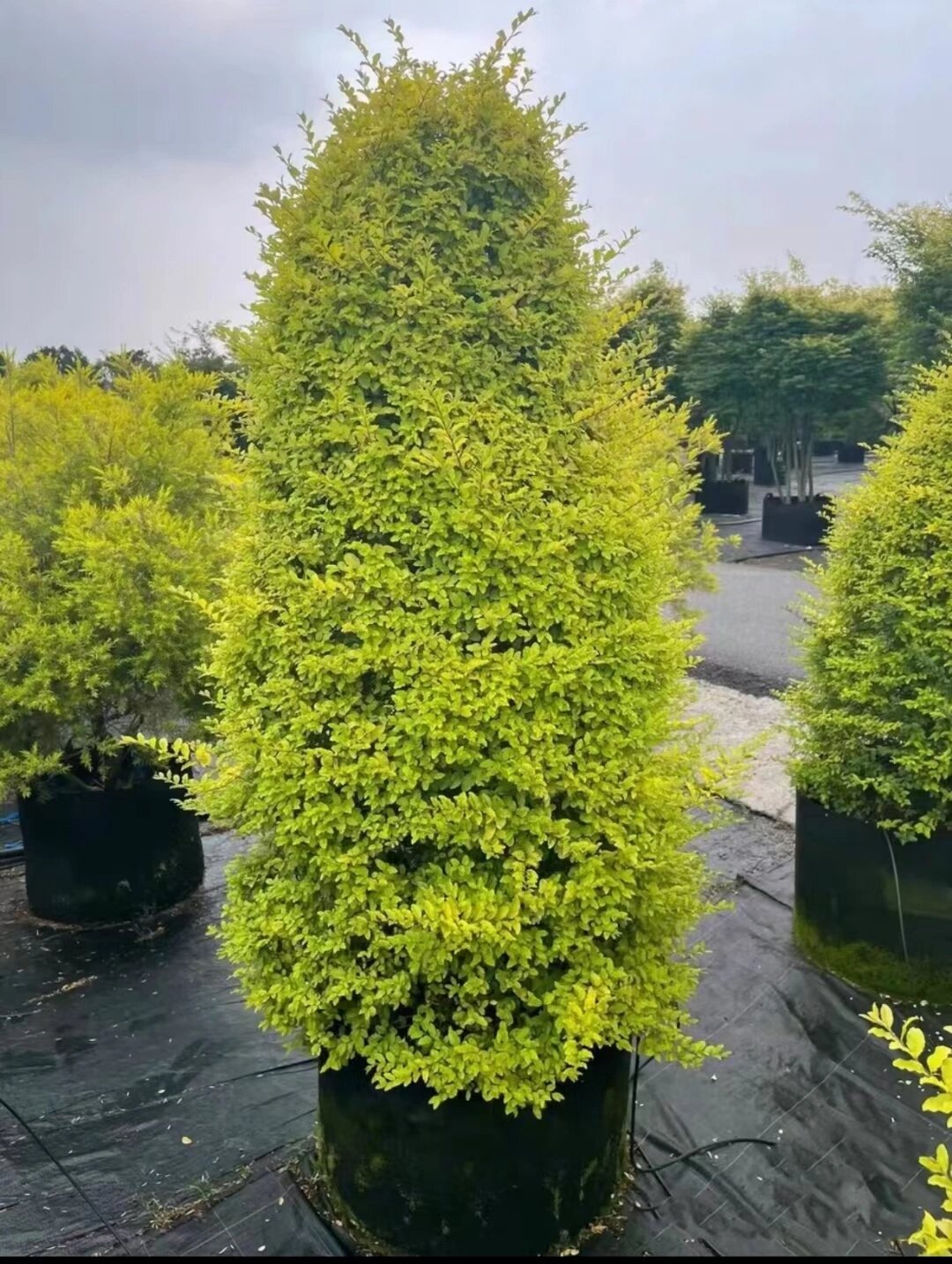 亮晶女贞棒棒糖  四季常青别墅庭院造型盆栽观叶花镜植物 67