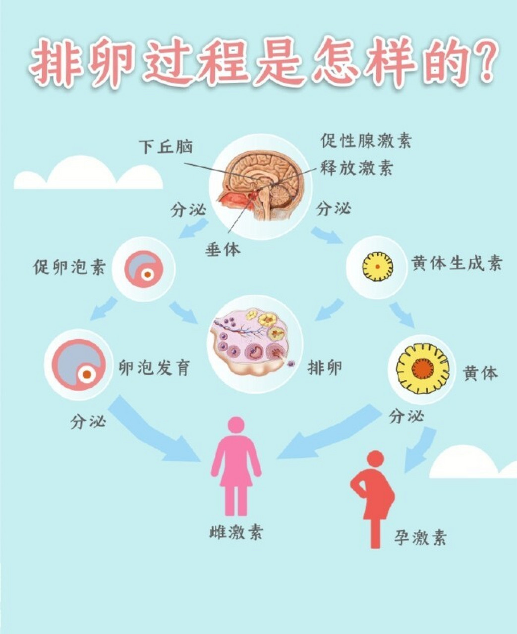 排卵过程是怎样的?