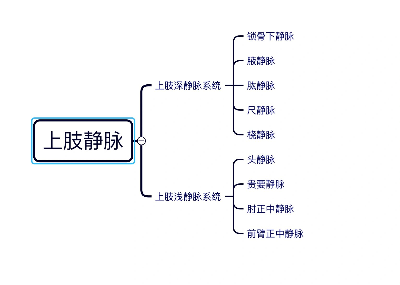 浅静脉走行于皮下组织内